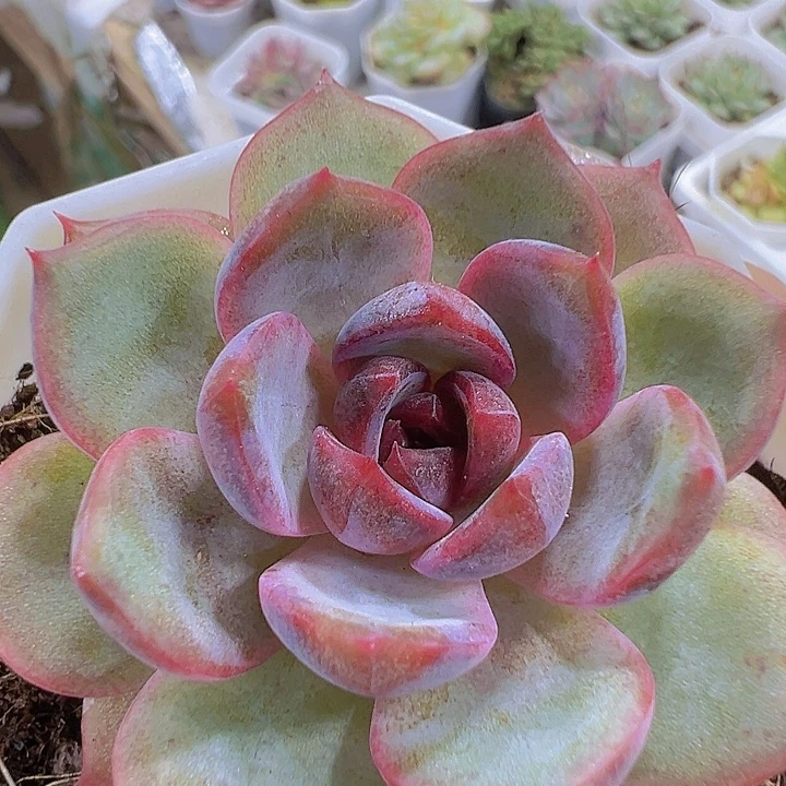 黑城19包邮多肉植物