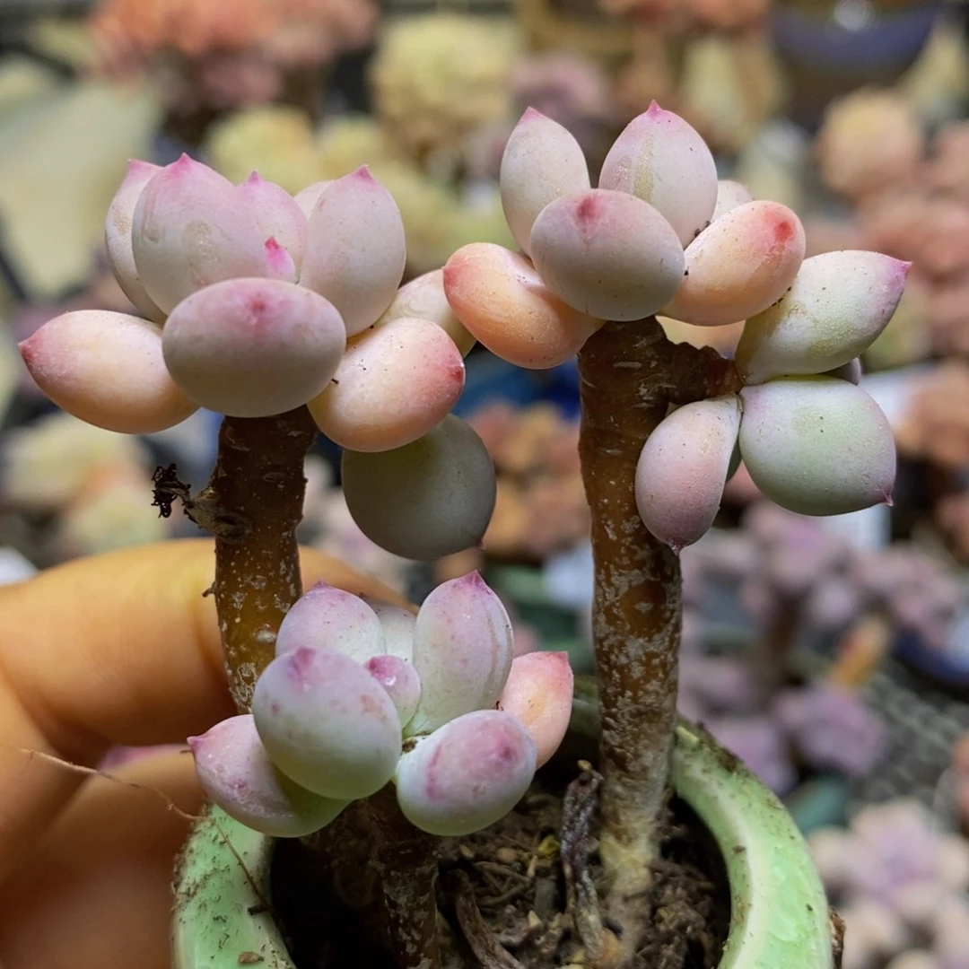 351 -5 厘米苹果奶