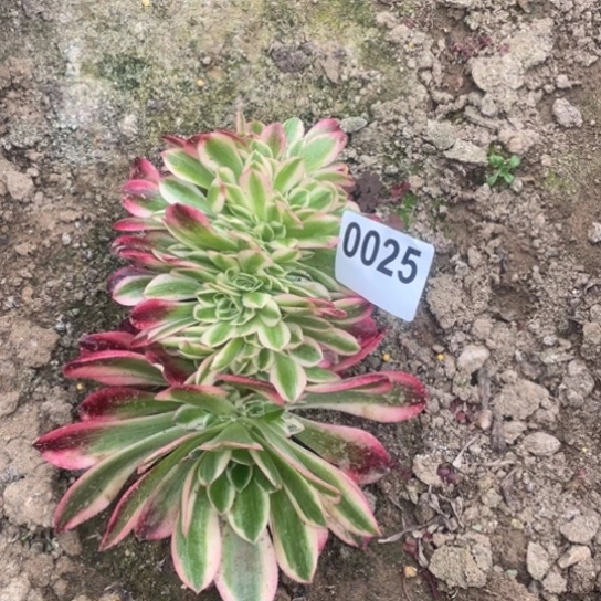 多肉法师0025粉女巫缀