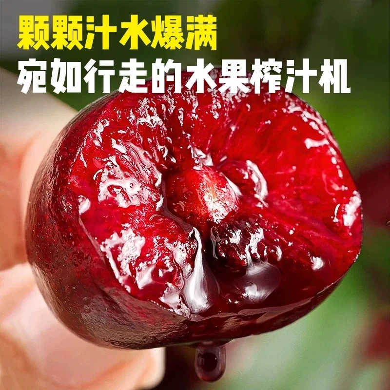 顺丰京东次日达【原箱5斤】智利进口车厘子桑提娜新鲜水果海运最新日期内附果径卡3JD桑提娜樱桃智利共和国