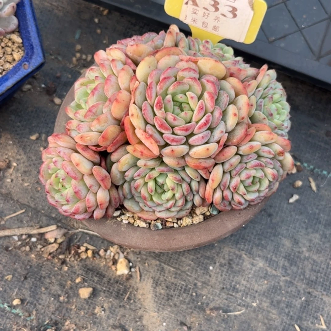 七***）多肉植物白胖子1111