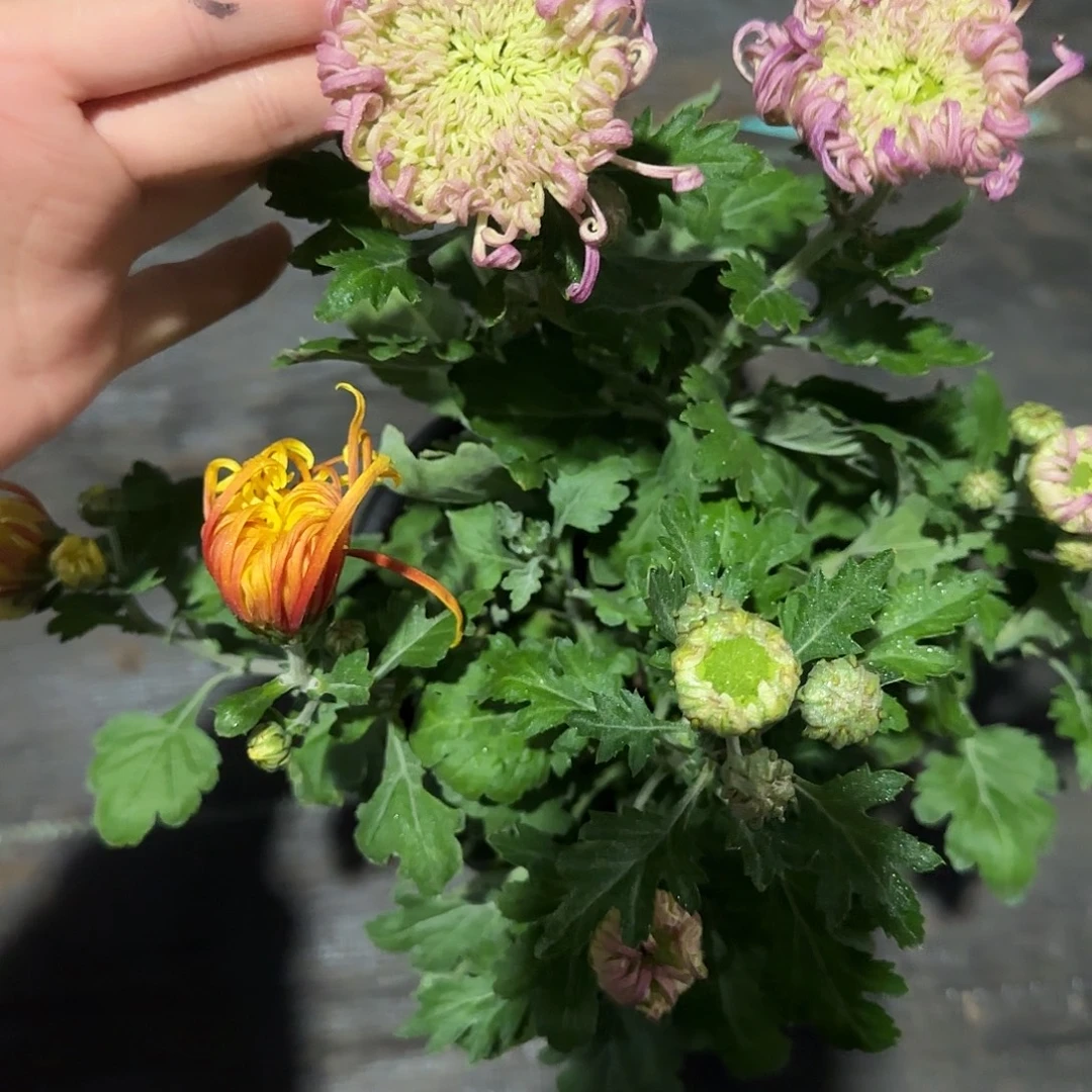 无花朵B7777777777