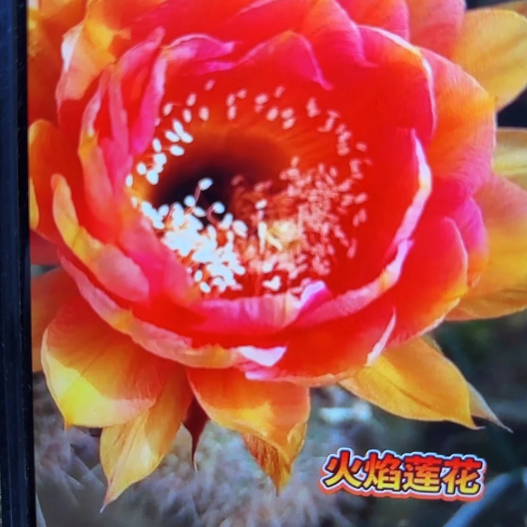 火焰莲花彩侧牙20包邮44