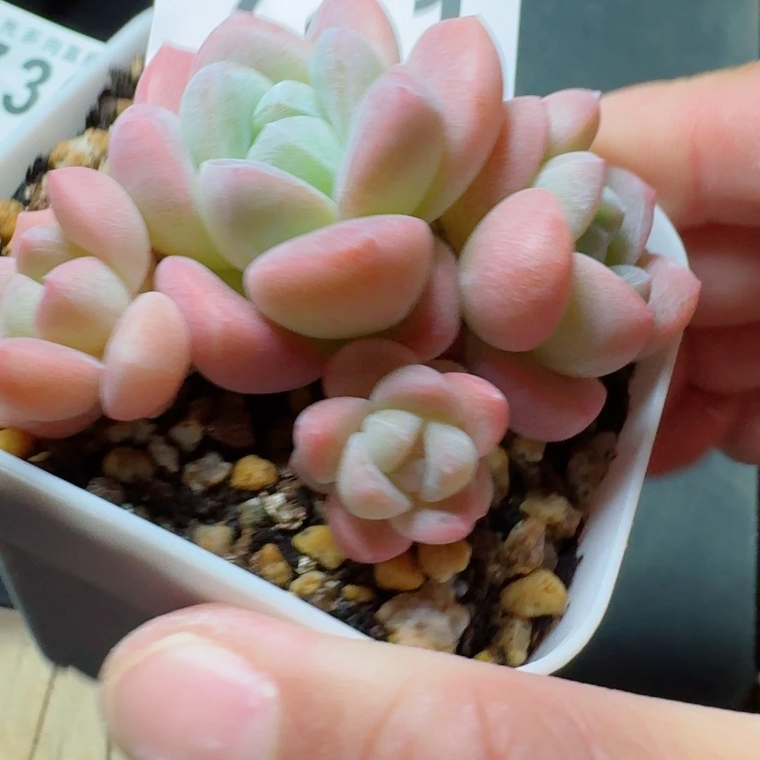 冰玉群生741号            精美多肉植物