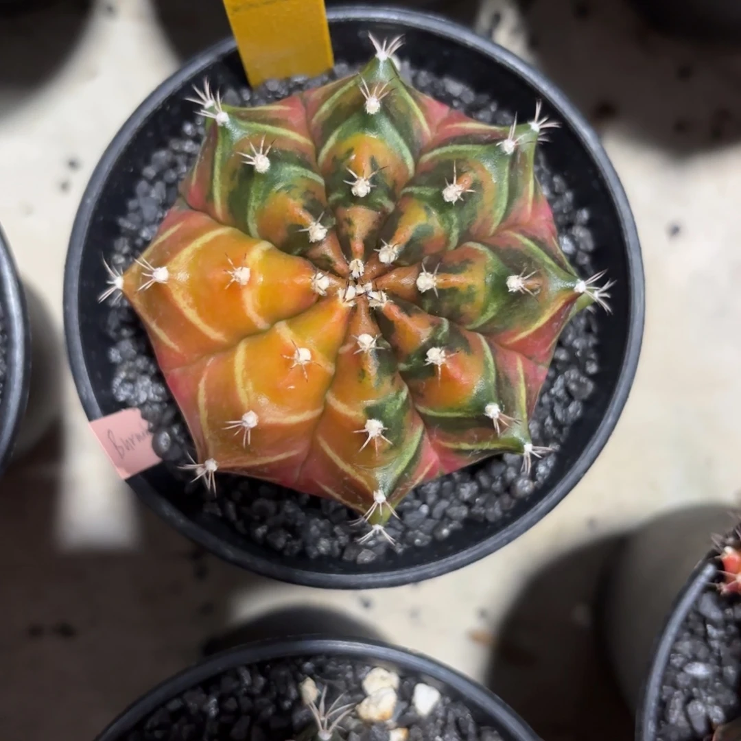 花***仔71-1202泰国发货多肉