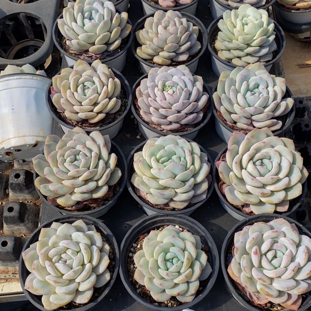 清****༇416点人气爆棚的时候你