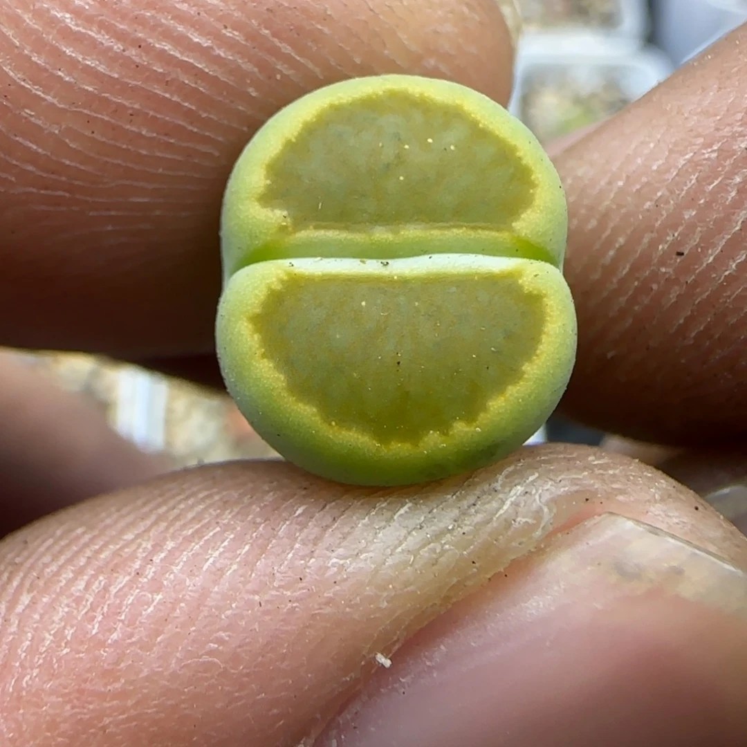 828 生石花大棚直播