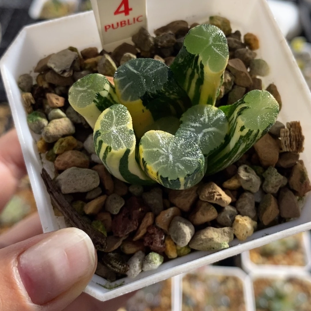 4白妙万象锦一物一拍