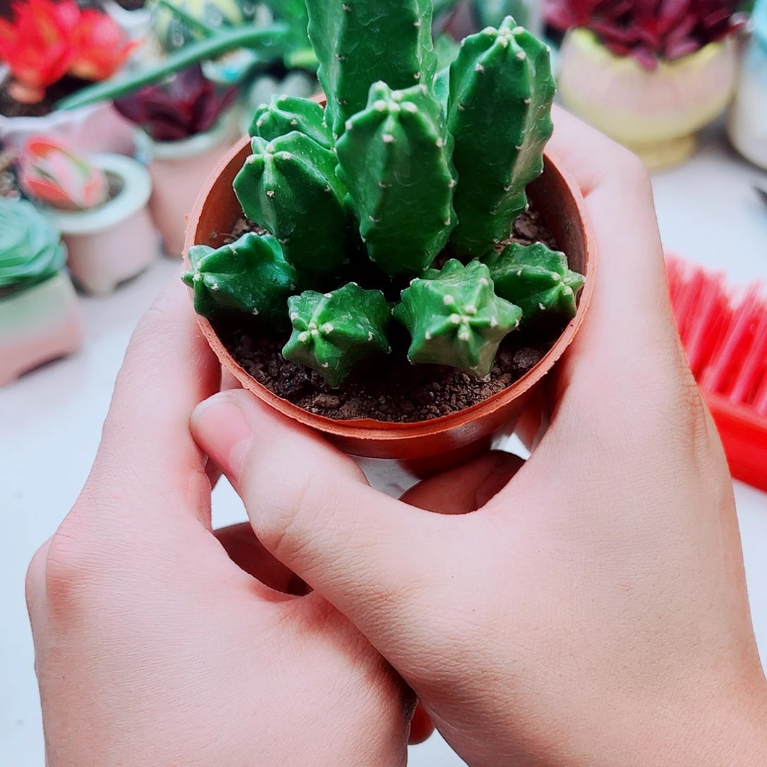 群生多头桃太郎多肉