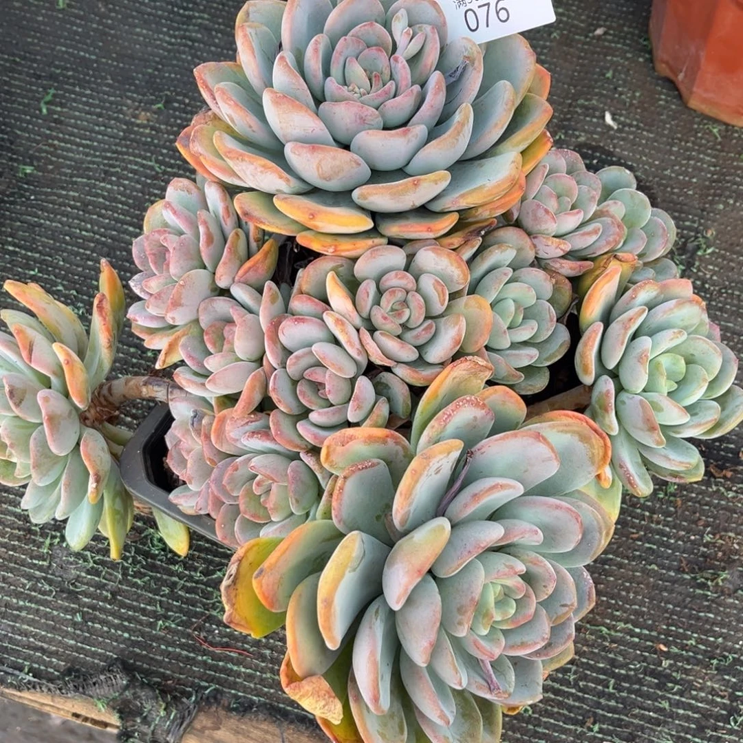 ****࿐076香橙群多肉植物～