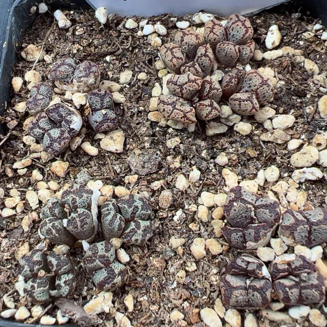 1-46勋章多肉植物，