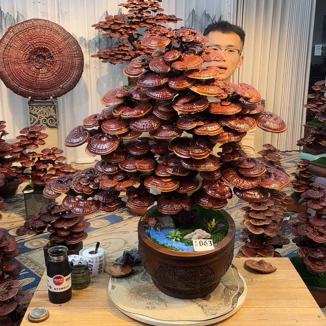 无花朵88888888888