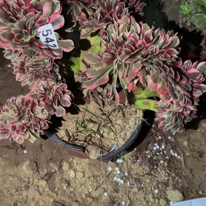 542女妖多肉植物不售后