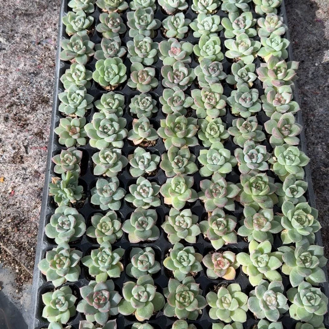 如图播种麦芽糖穴盘一盘不售后