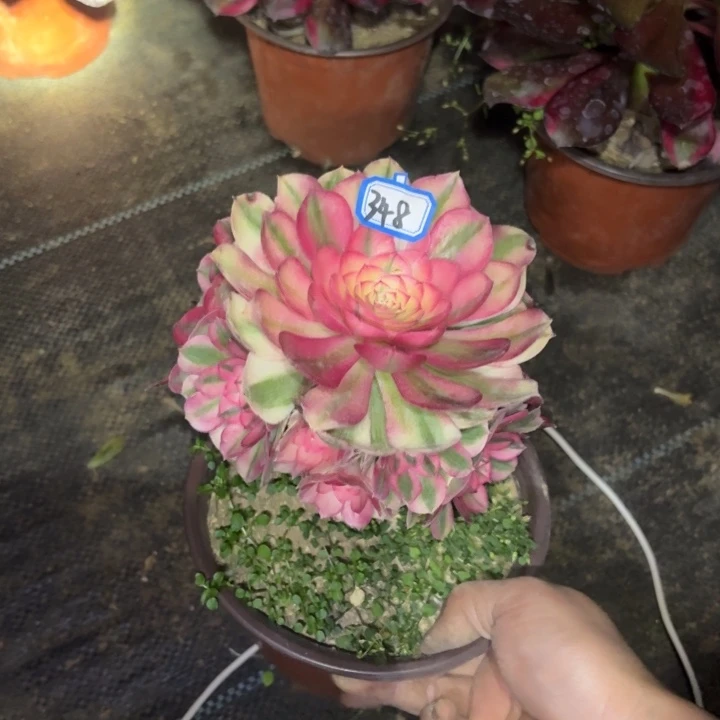 一物一拍倾城有断枝348