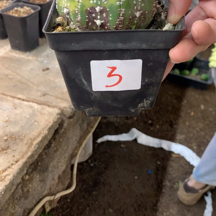 3号琉璃v兜。。。。。。
