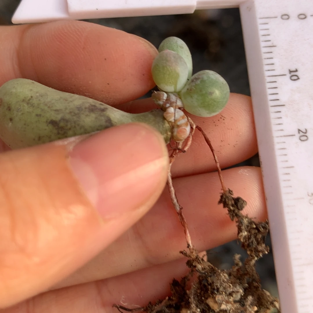 黄米可奶酪米可奶有锦