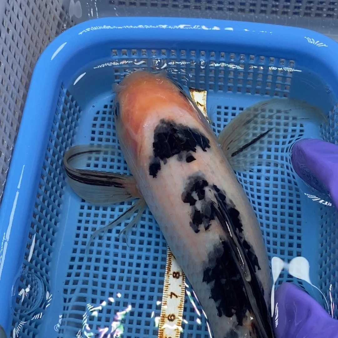 锦鲤冷水锦鲤包邮