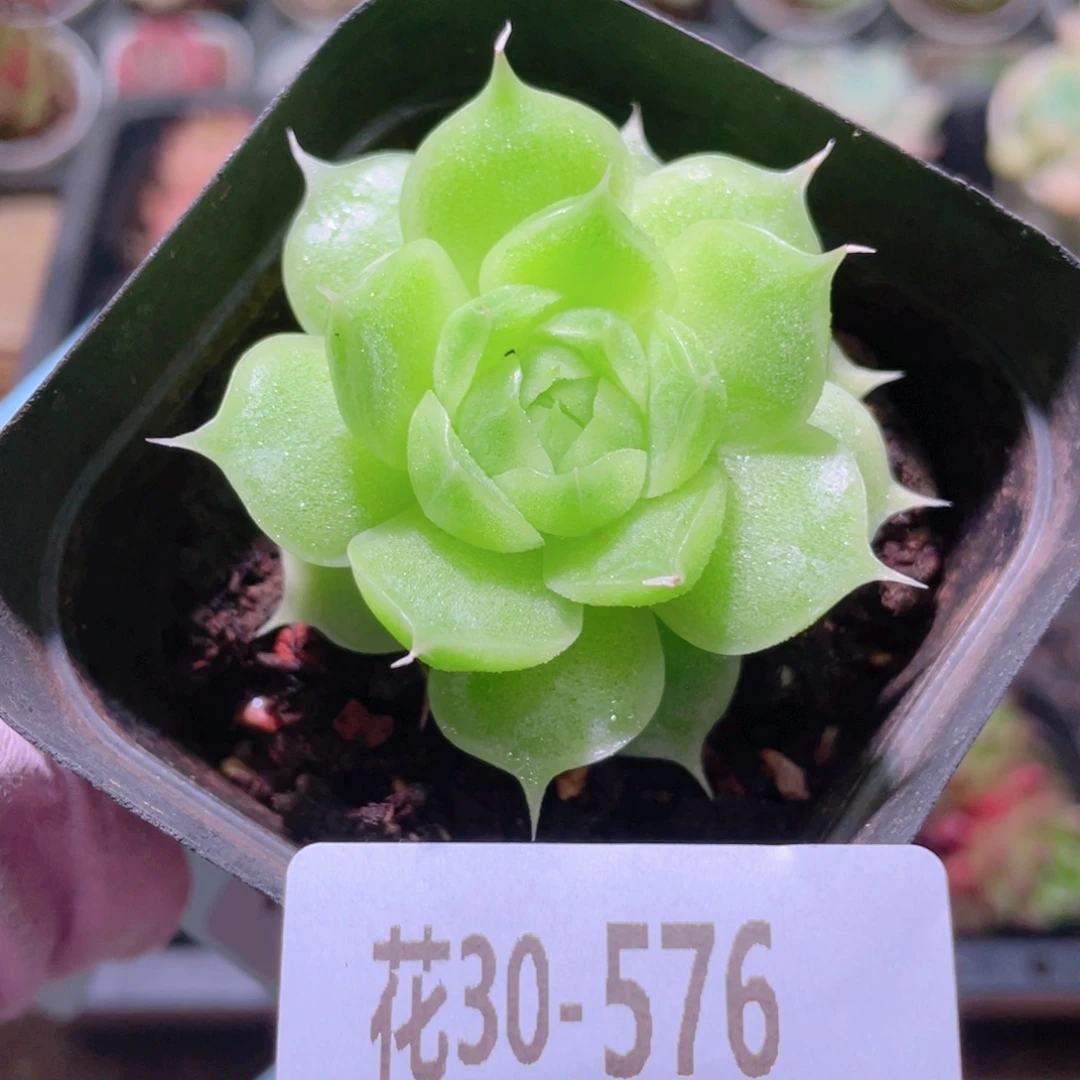 花利美30-576麦秆