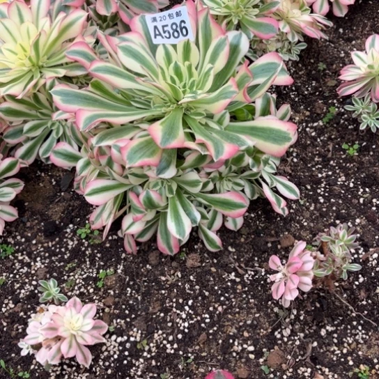 叫***️586女巫法师不包断枝