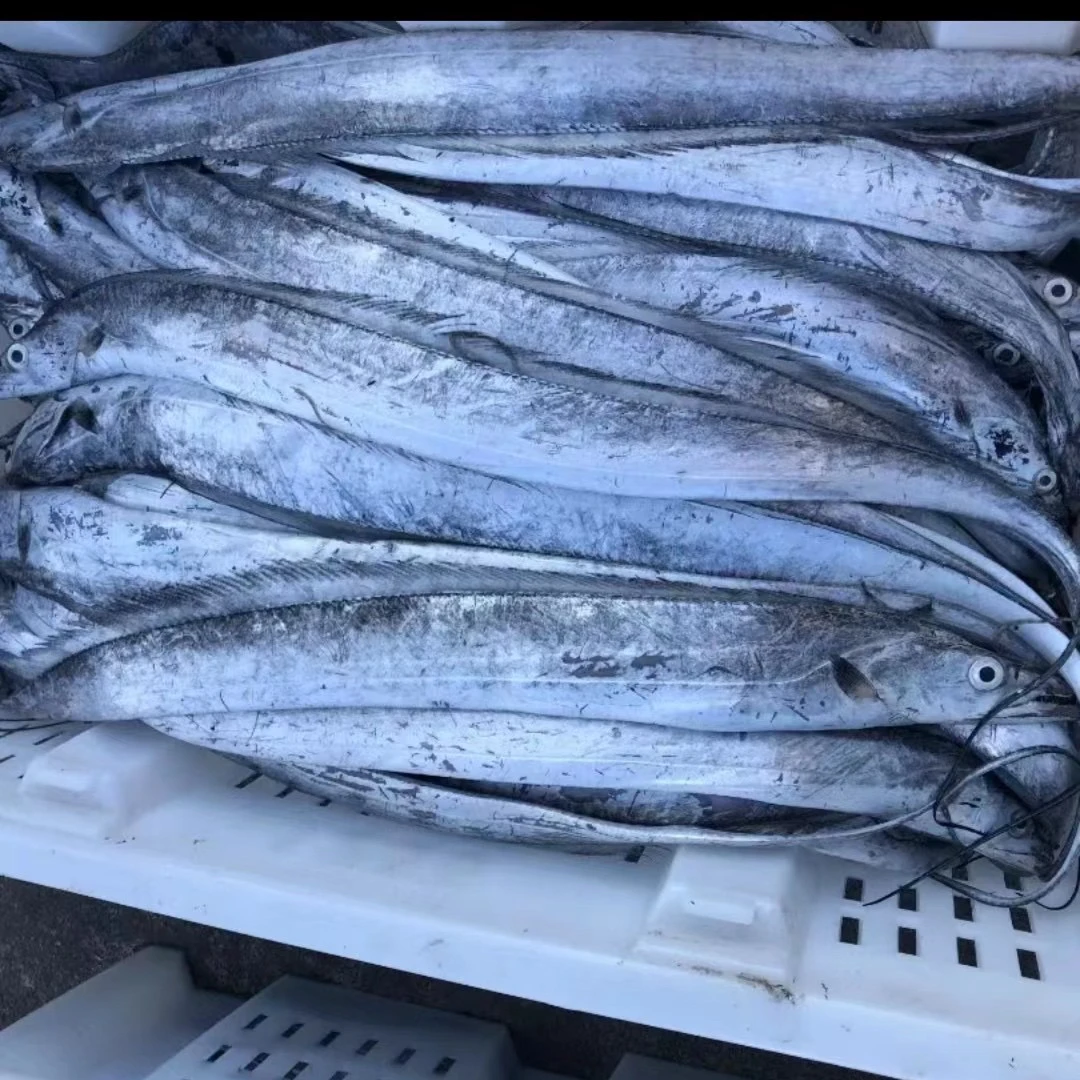 【油带5-6两/条 速冻】正宗小眼油带山东日照发货顺丰冷链