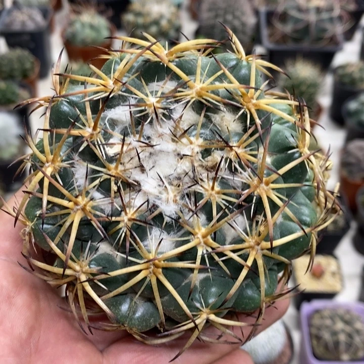 实生大号天丝象牙特价