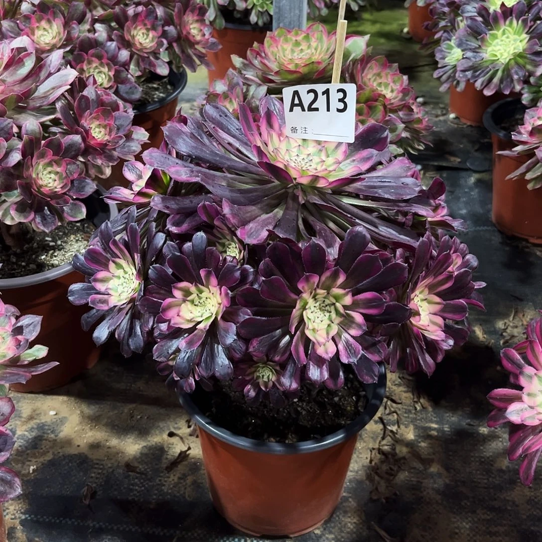 多肉植物红铜白213多肉