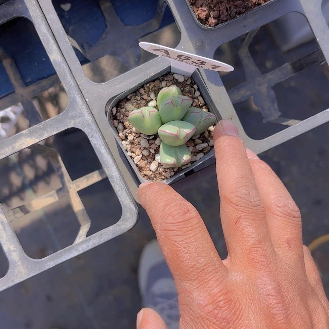 A631少将一物一拍