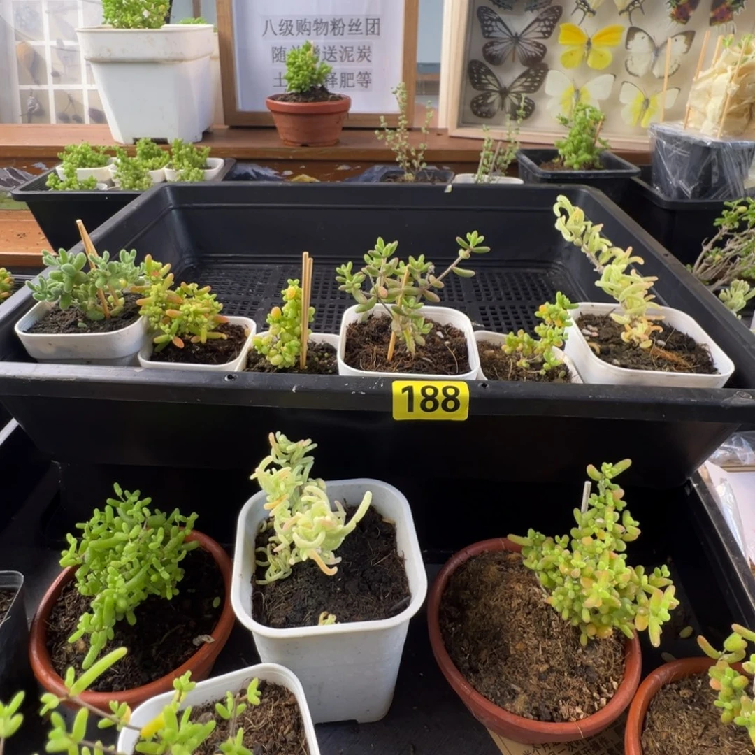 枝干番杏多肉植物