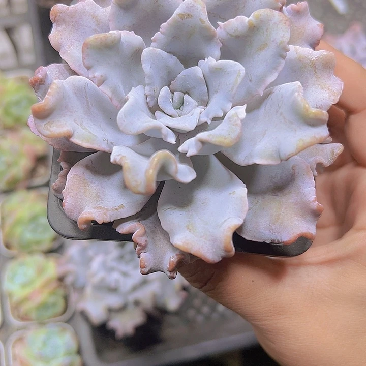 大白饺子19包邮多肉植物