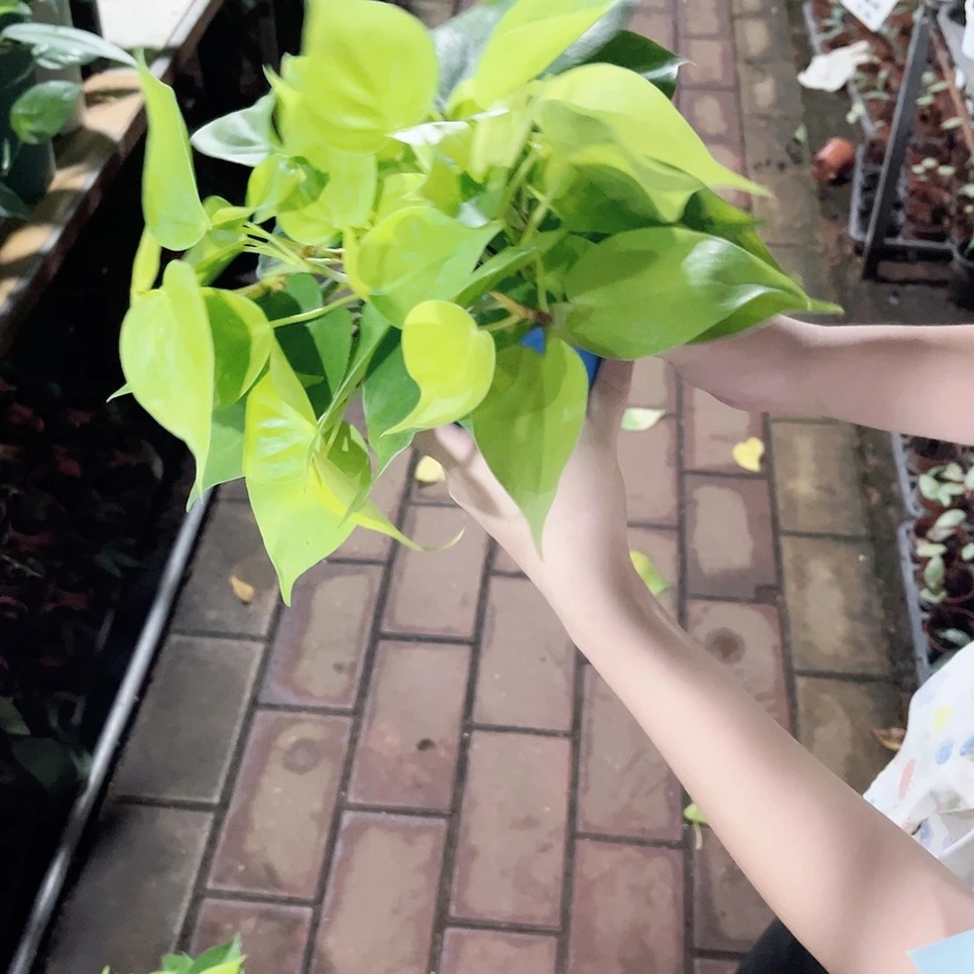 完全开放228柠檬汁