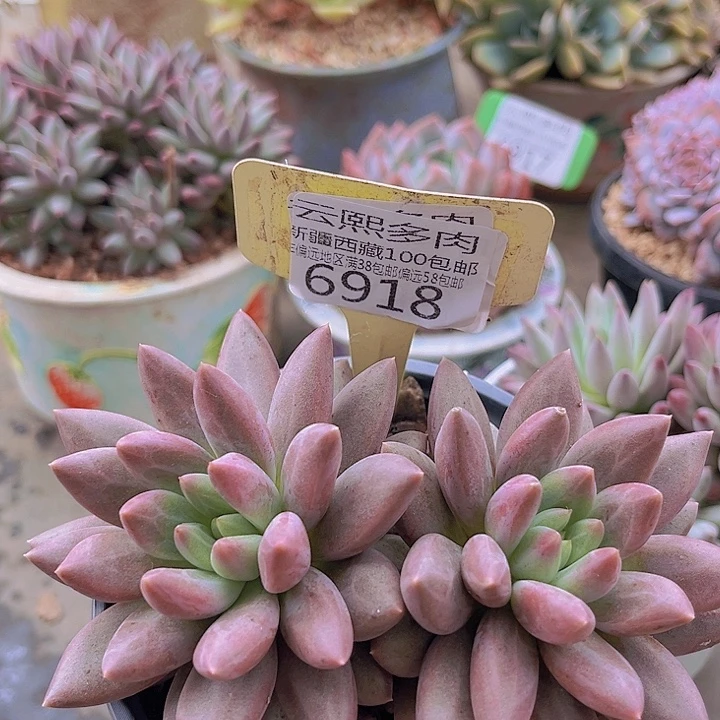 6918水晶球。