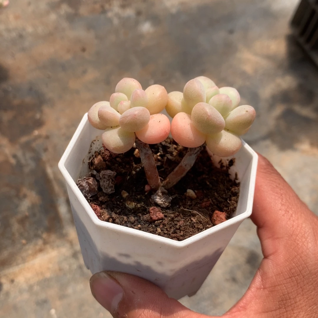 那到我去买药给她们