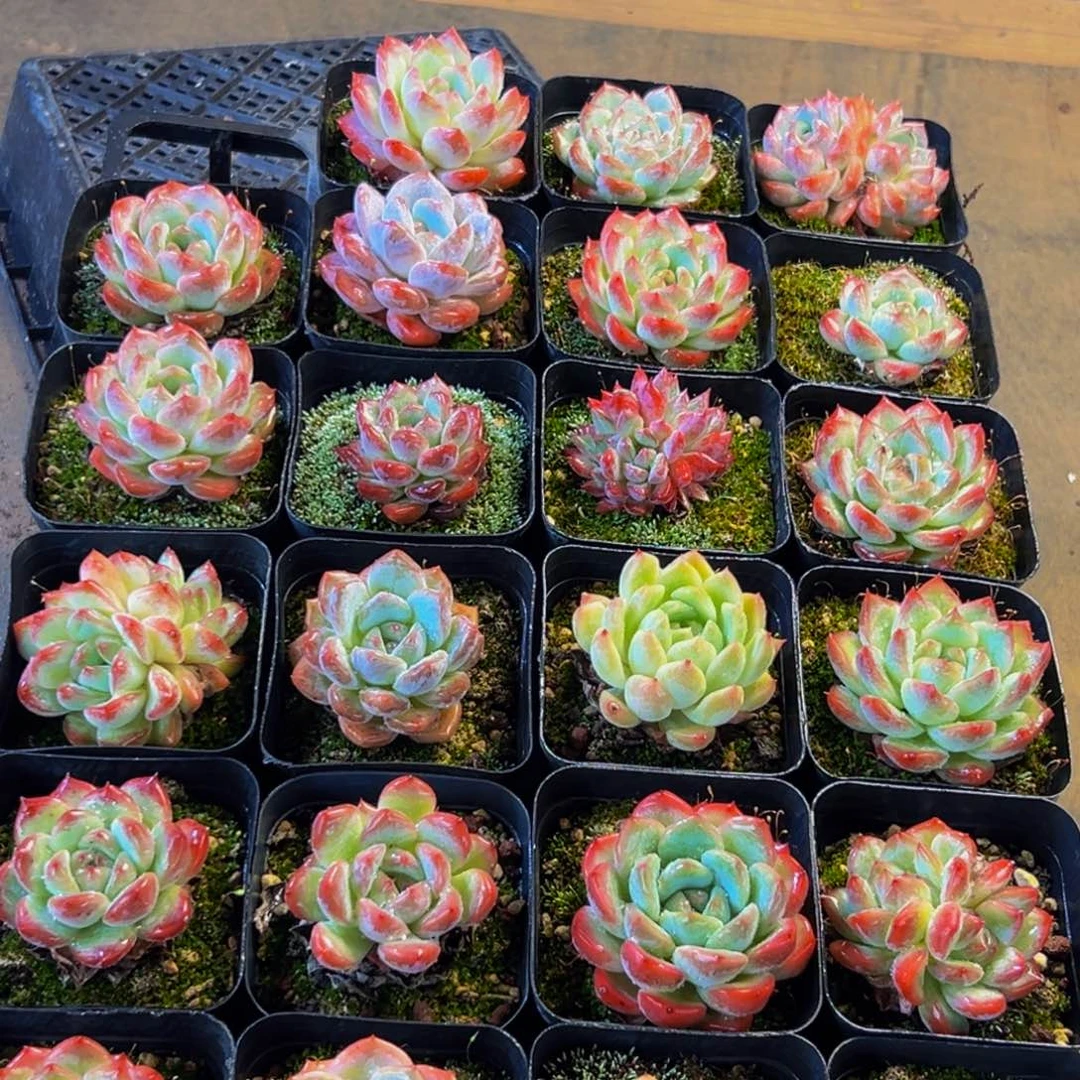 599最后一天了啊哈哈啊哈