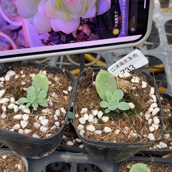 标733甜心481一个量