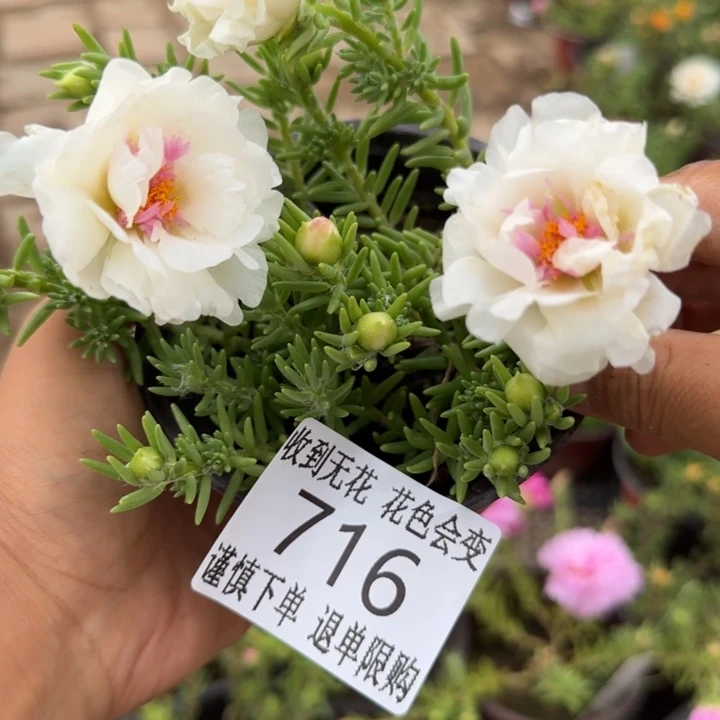 无花朵716超小苗盆口10cm