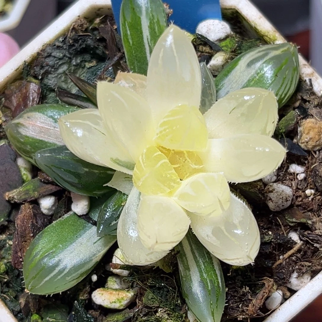 恭喜发财大吉大利668