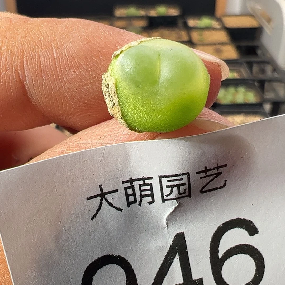 一物一拍。       微瑕福利946