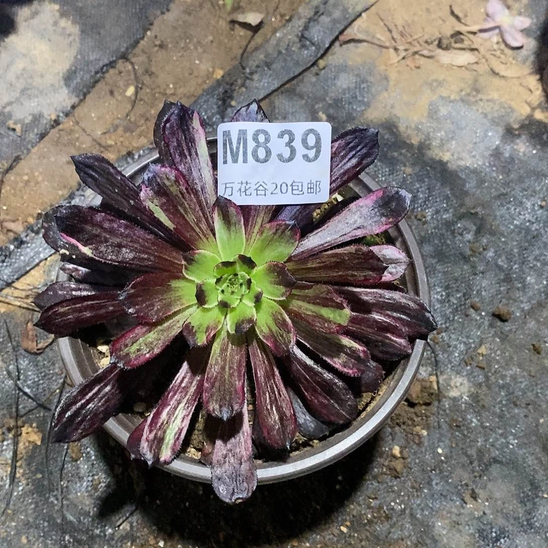 839繁花多肉植物