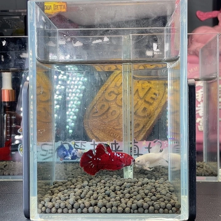 斗鱼47号925早彩金