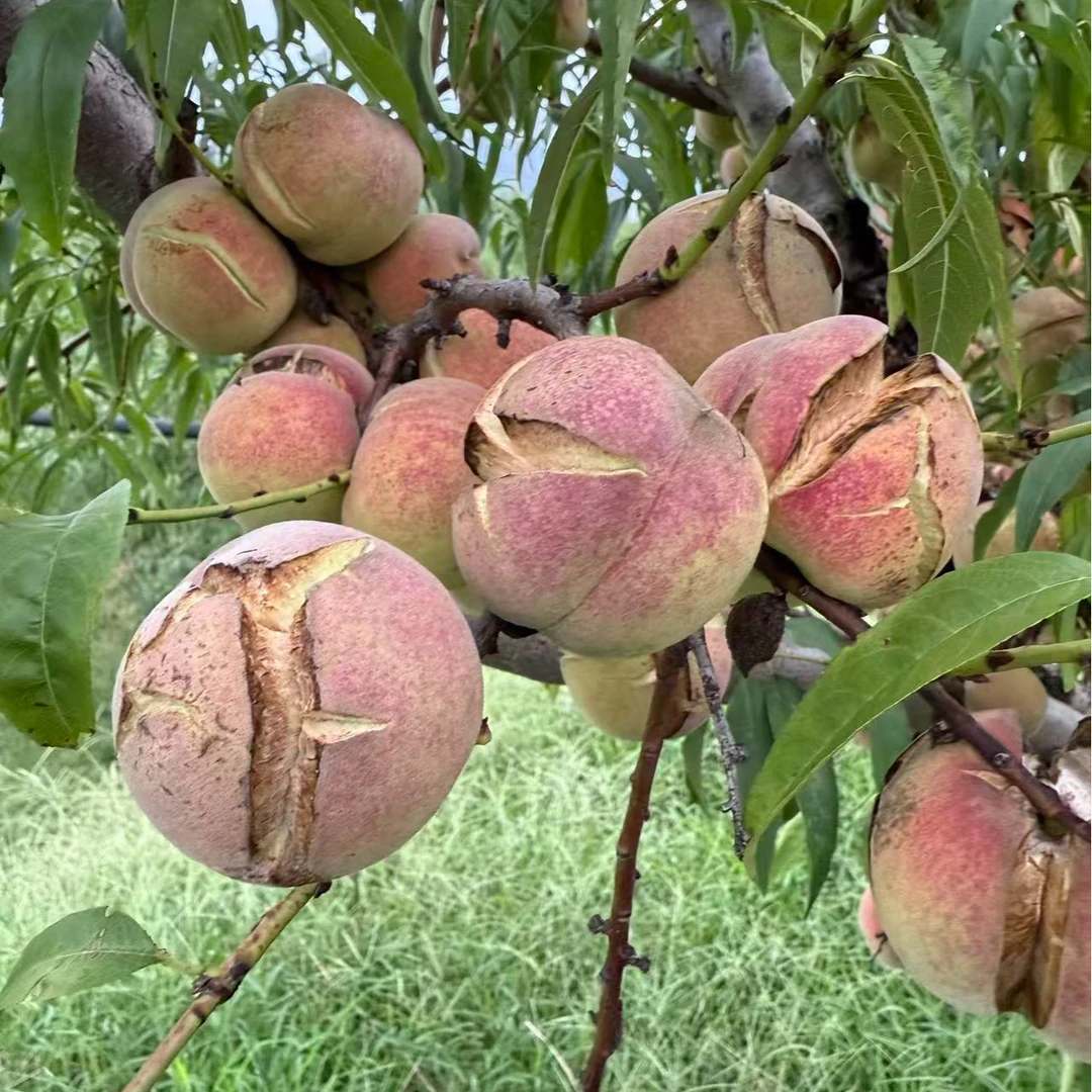 【裂口桃】冬雪蜜桃老品种小山桃裂口桃脆甜小毛桃子孕妇水果脆桃子