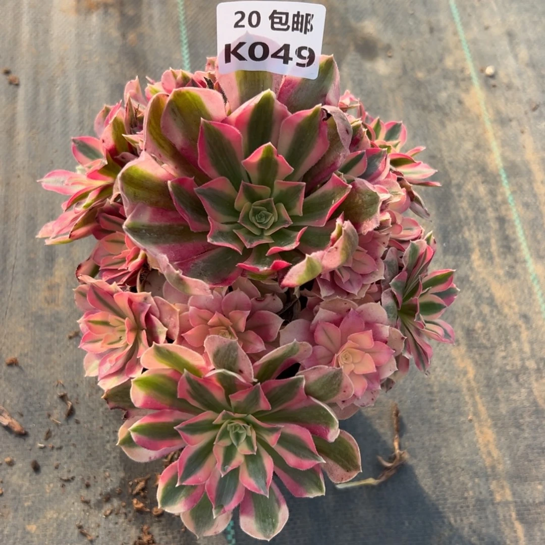 048女巫，满20包邮