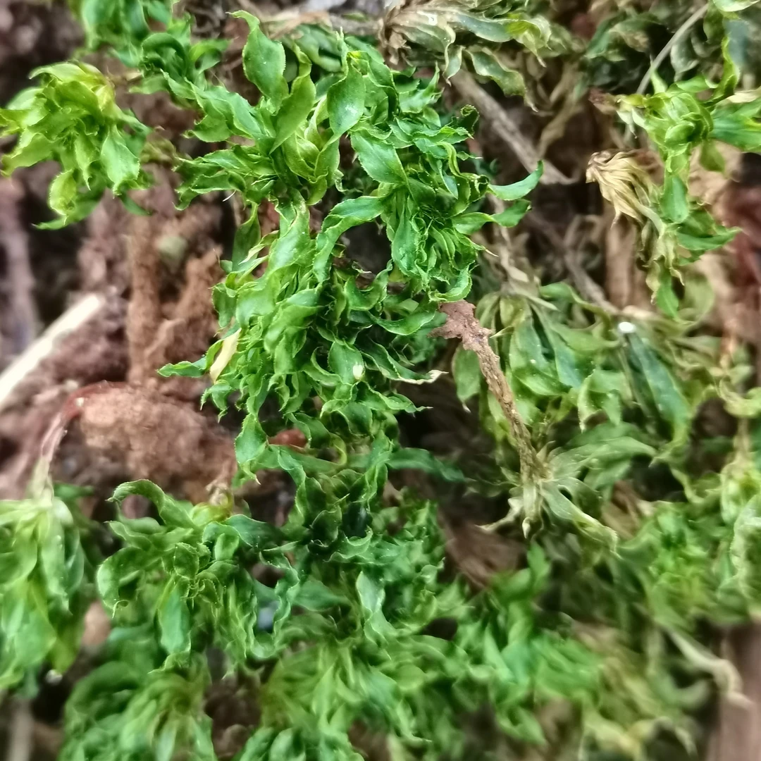 云南高山回芯草正品500g