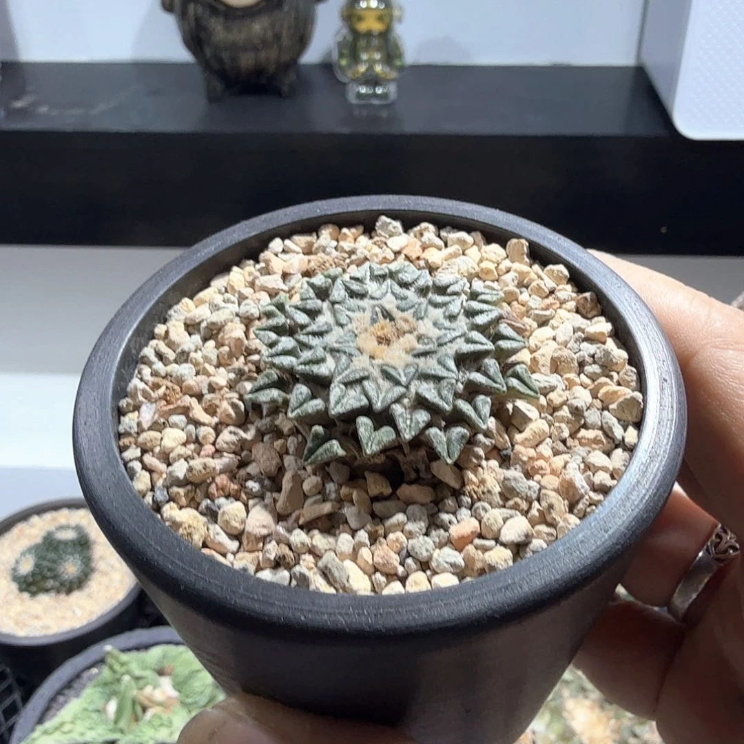 姬牡丹4+啊啊啊啊啊啊啊