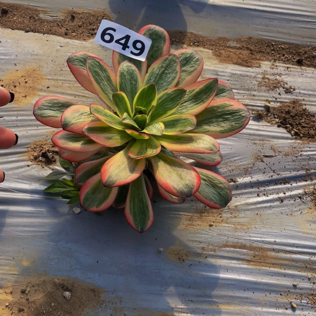 649纳福福利量多肉少