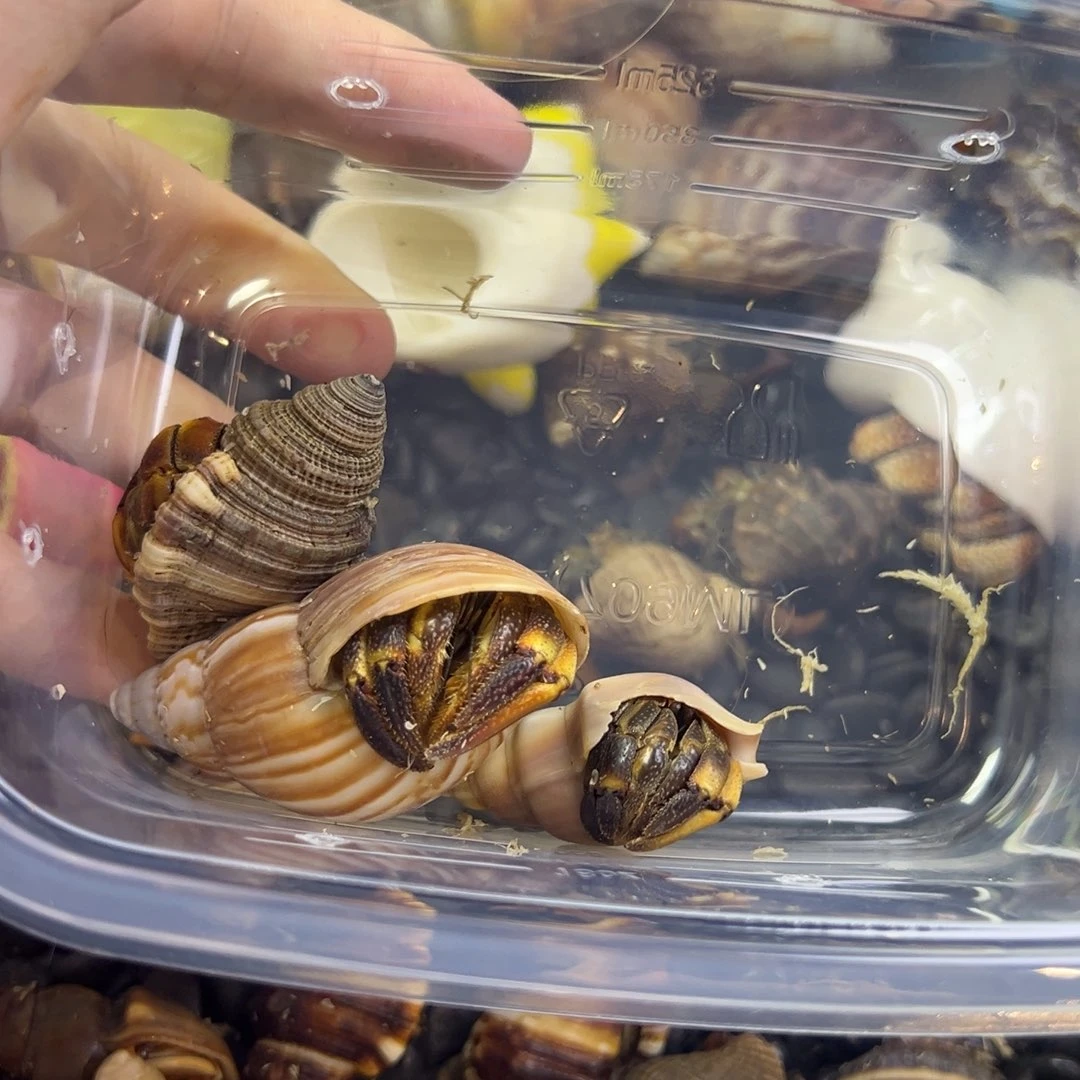 繁殖鱼蟹虾寄居蟹