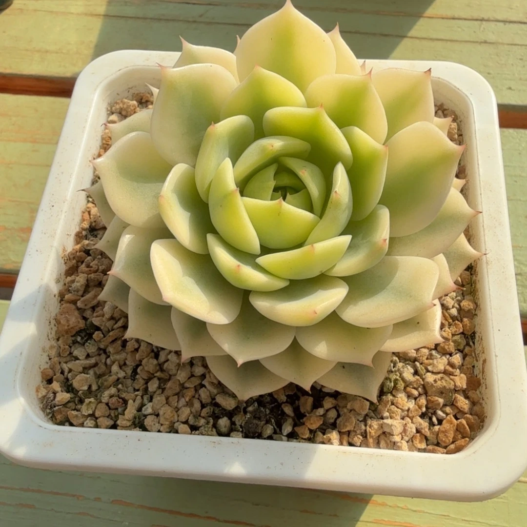 笨吧锦锦上园艺一物一拍