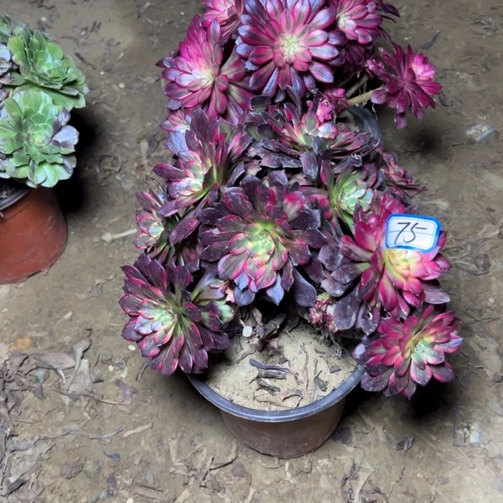 多肉植物砍过朵朵75