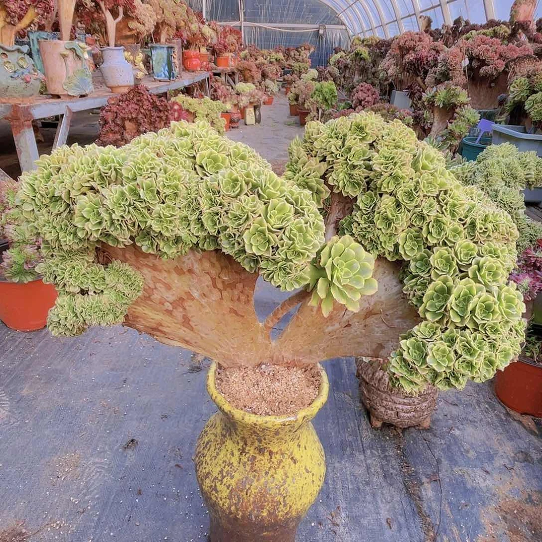 【闪购商品】无花朵绿豆沙朵朵