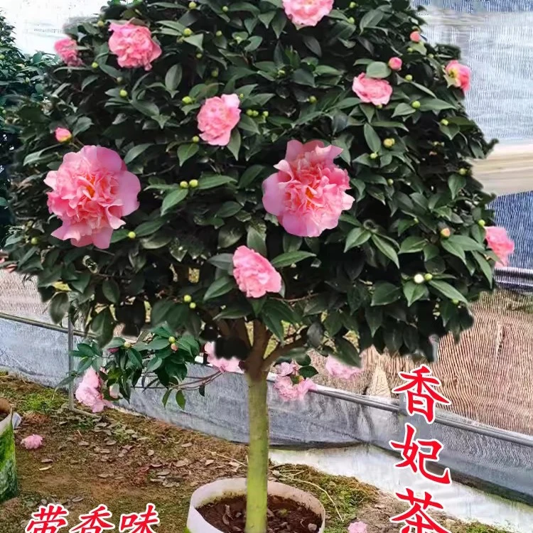 香妃茶花山茶花带花苞盆栽开花浓香型耐寒室内外阳台客厅庭院植物